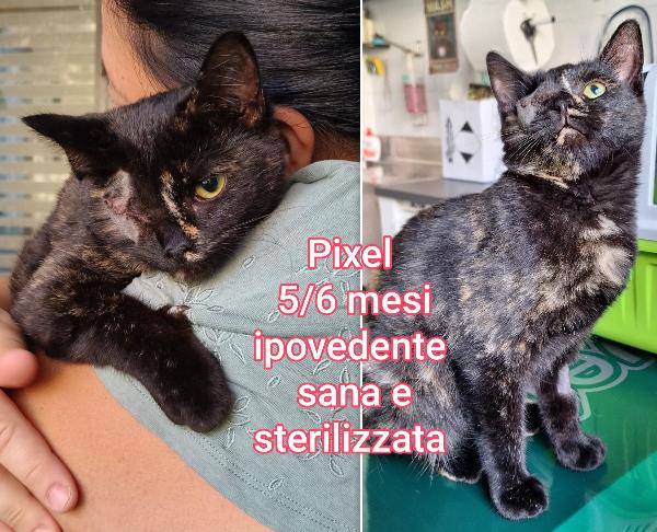 ADOZIONI TENERI MICETTI Foto 3