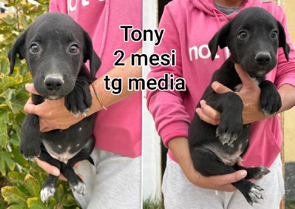 Salvate Uno Di Questi Cuccioli 