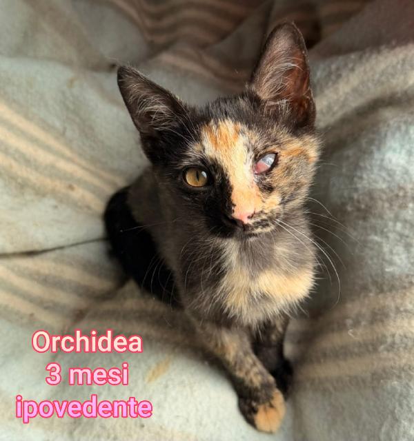 Miao: Piccoli Micini Bisognosi 