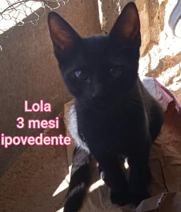 MIAO: PICCOLI MICINI BISOGNOSI  Foto 6