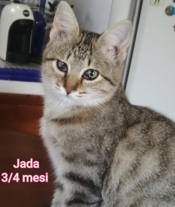 MIAO: PICCOLI MICINI BISOGNOSI  Foto 9