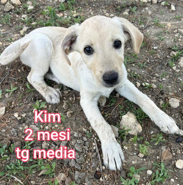 Aiutate un cucciolo! Adottate Foto 3