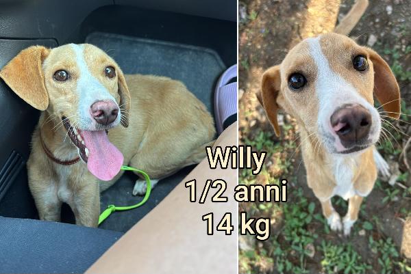 Piccoli Cani. Dai 6 Ai 15 Kg
