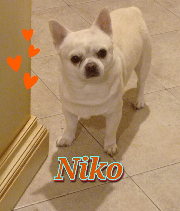Niko E Koni Chihuahua Maschi 