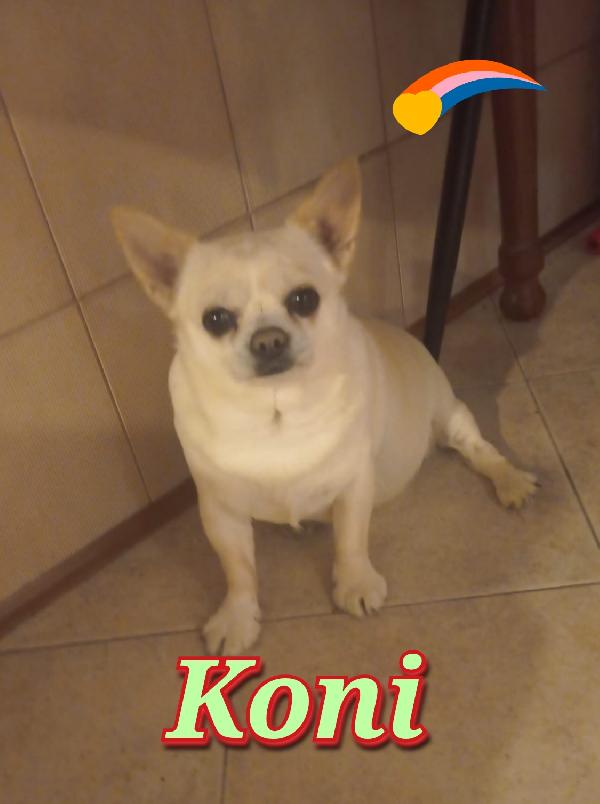 Niko e Koni Chihuahua maschi  Foto 2