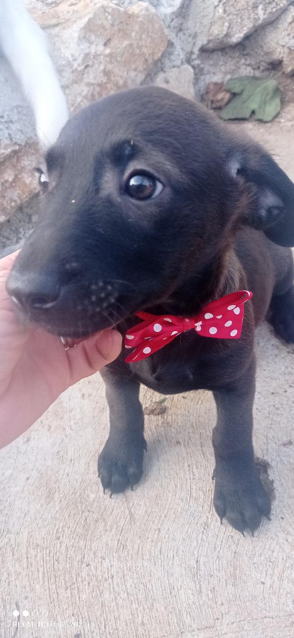 Brugola  Foto 4