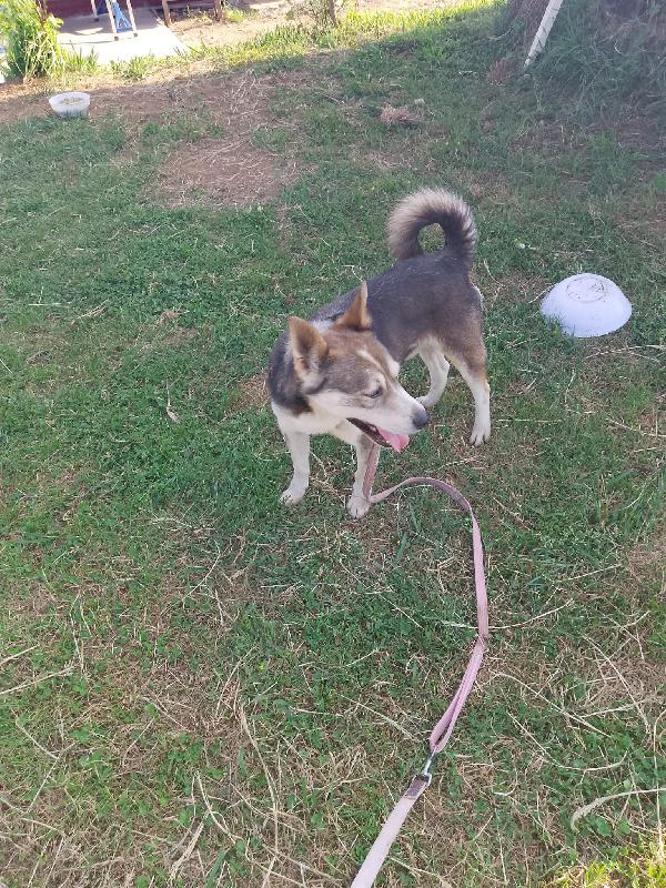 👇 il cane che ride 👇👇👇👇👇 Foto 7
