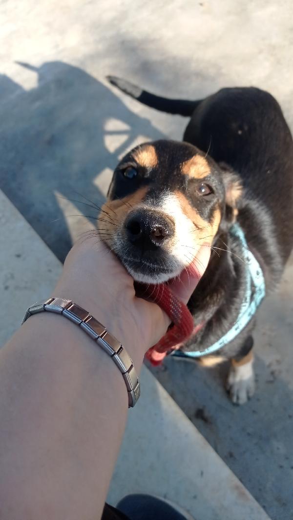 Il cucciolotto più dolce del mondo 💙💙💙💙💙 Foto 6
