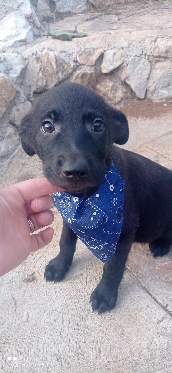 Simil Labrador In Miniatura 🤣🤣🤣