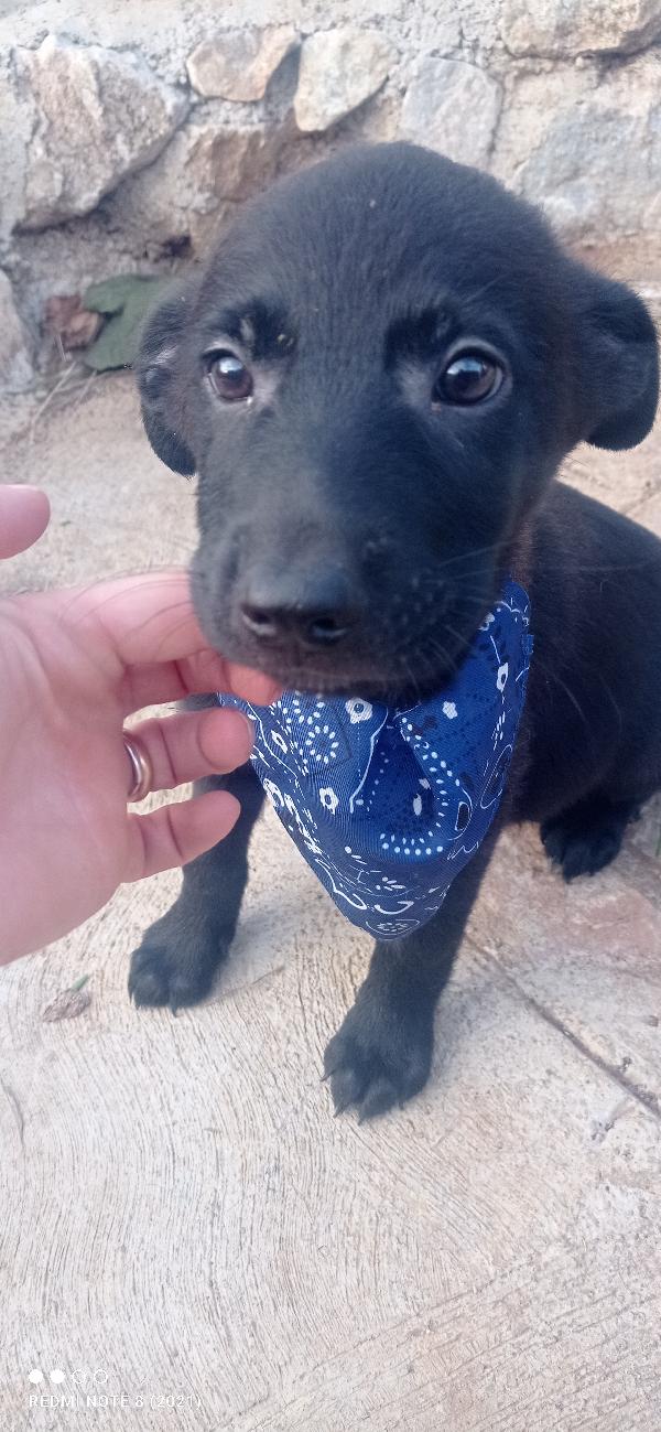 Simil labrador in miniatura 🤣🤣🤣 Foto 4