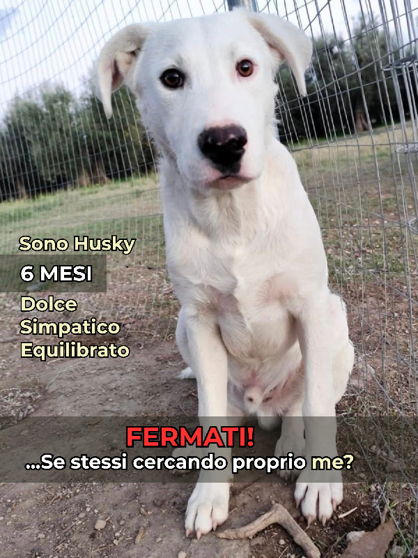 Husky – 6 Mesi - Cucciolo Dolce E Tranquillo