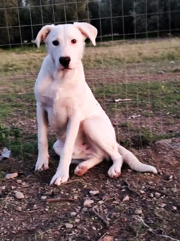 HUSKY – 6 Mesi - Cucciolo Dolce e Tranquillo Foto 2