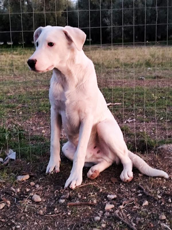 HUSKY – 6 Mesi - Cucciolo Dolce e Tranquillo Foto 3