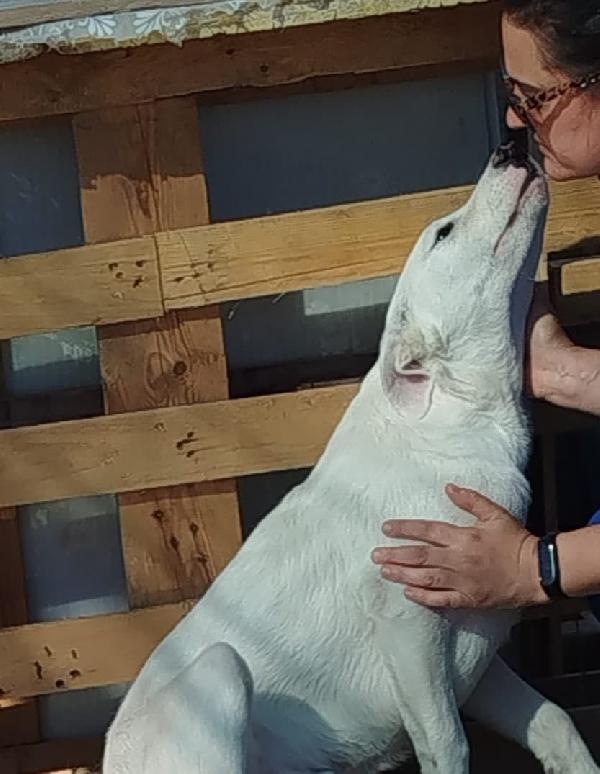 HUSKY – 6 Mesi - Cucciolo Dolce e Tranquillo Foto 4