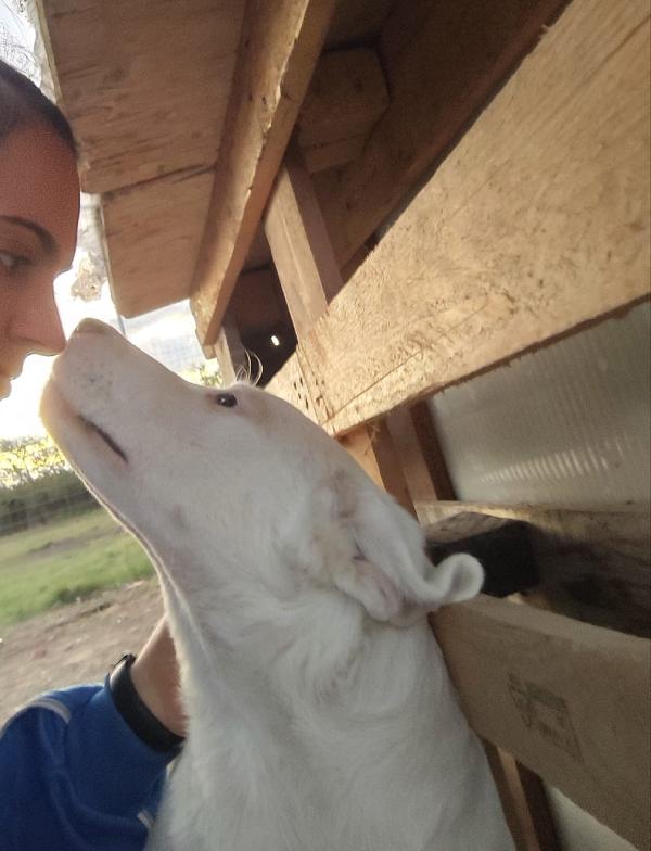 HUSKY – 6 Mesi - Cucciolo Dolce e Tranquillo Foto 5