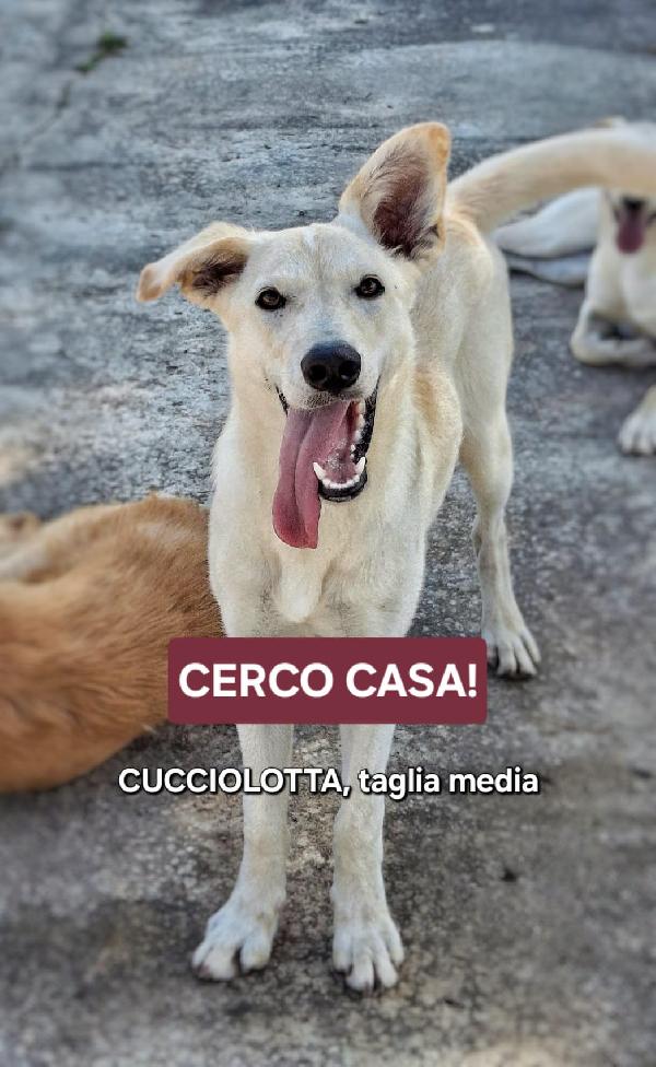 Eris 🏩🐕✨ Foto 2