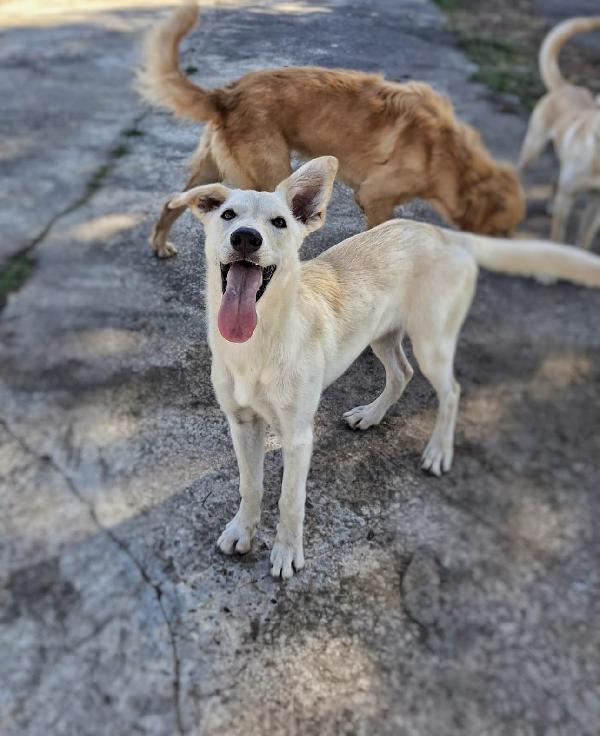 Eris 🏩🐕✨ Foto 3