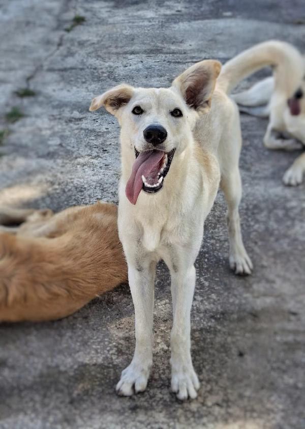 Eris 🏩🐕✨ Foto 4