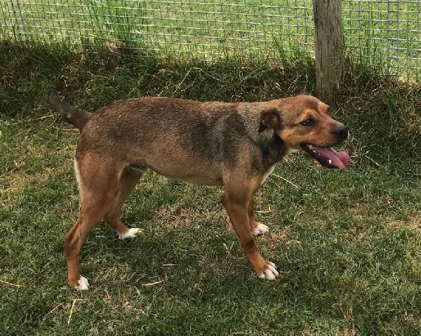 Mango, il cagnolino che si mette in posa  Foto 2