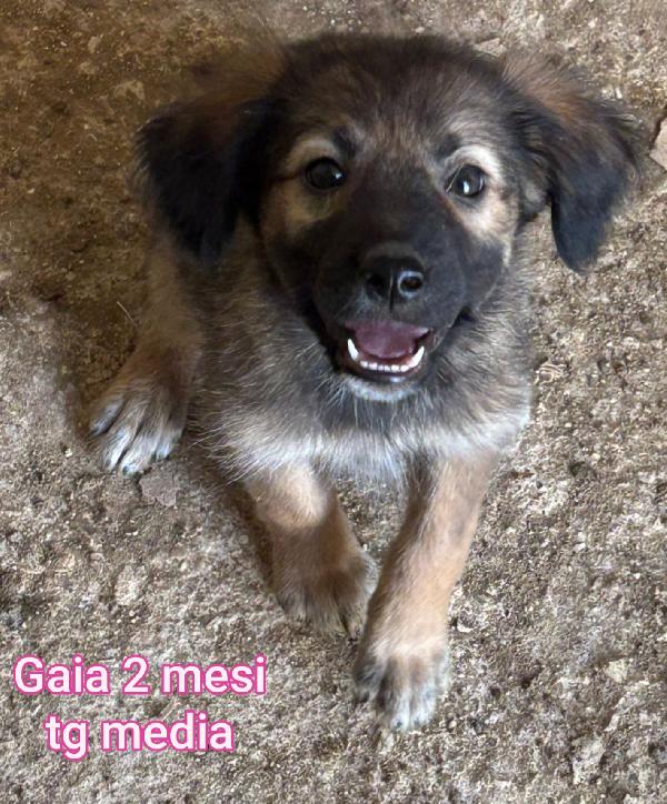 Cuccioli soli in rifugio  Foto 2