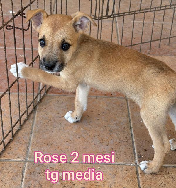 Cuccioli soli in rifugio  Foto 3