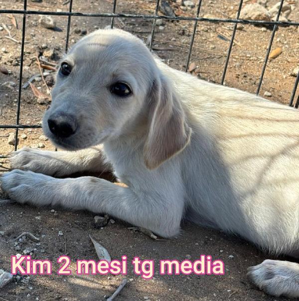 Cuccioli soli in rifugio  Foto 5