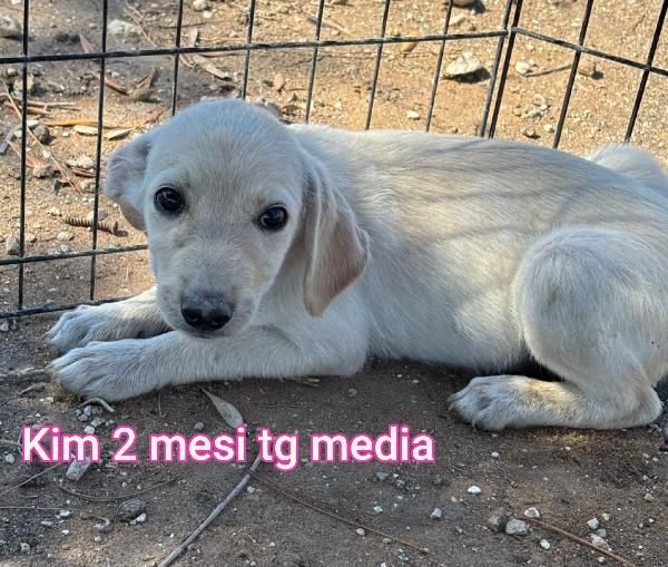 Troppi Cuccioli In Cerca Di Casa 