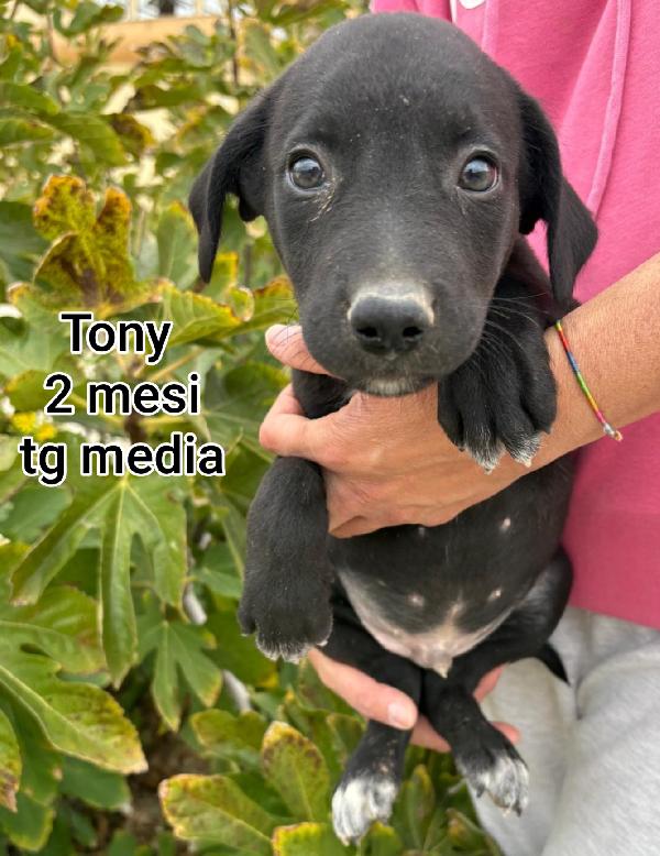Troppi cuccioli in cerca di casa  Foto 7