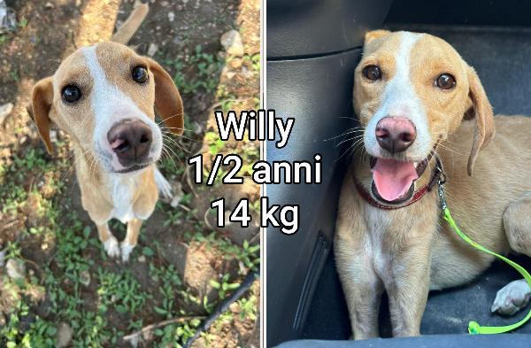 Cani Piccolini In Adozione 