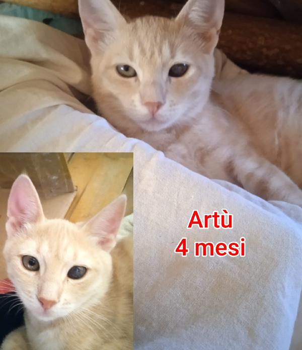 Teneri micini da salvare  Foto 4
