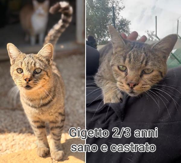 Teneri micini da salvare  Foto 9