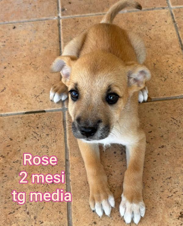Troppi Cuccioli Senza Casa 