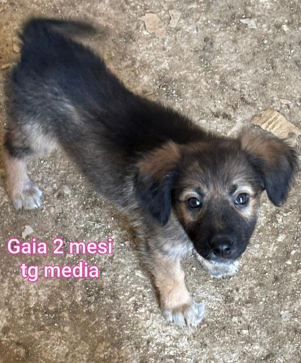 Troppi cuccioli senza casa  Foto 2