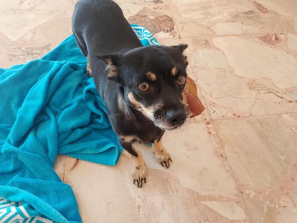 Giudy: piccola cagnolina sola Foto 4