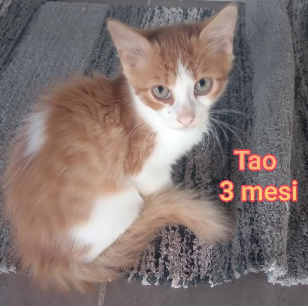 Adotta Un Gattino