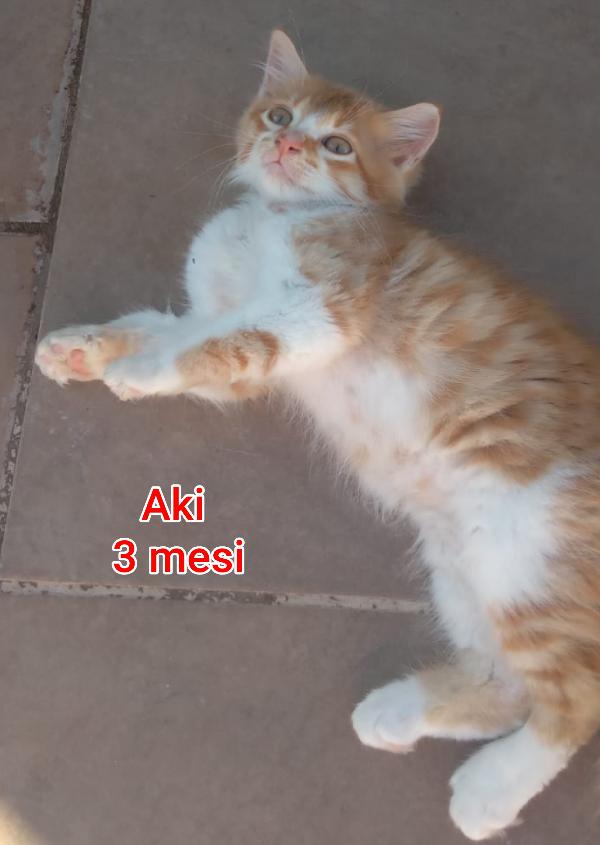 ADOTTA UN GATTINO Foto 3
