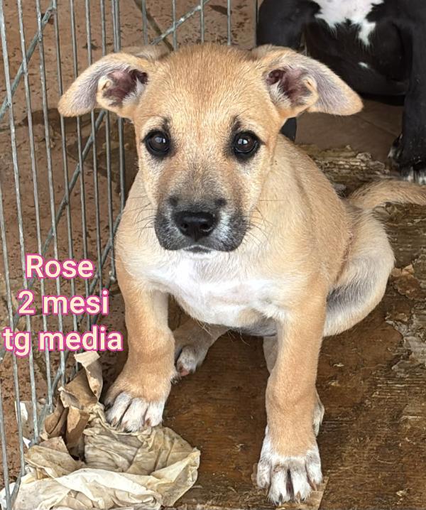 2 mesi: stupendi cuccioli  Foto 2