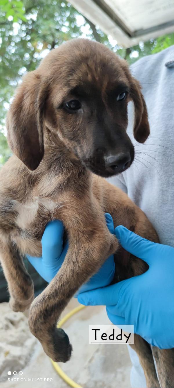 Simil segugi  Foto 4