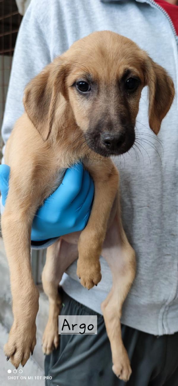 Simil segugi  Foto 6