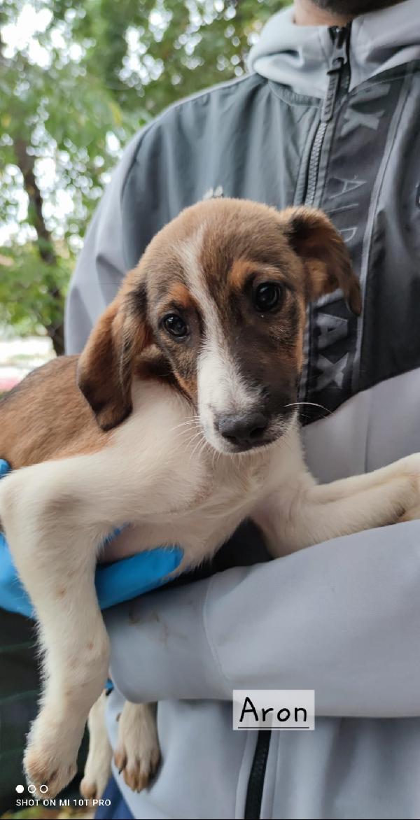 Simil segugi  Foto 8