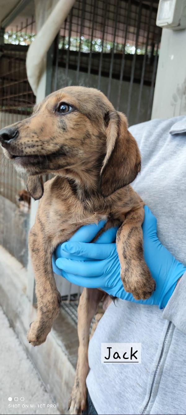 Simil segugi  Foto 9