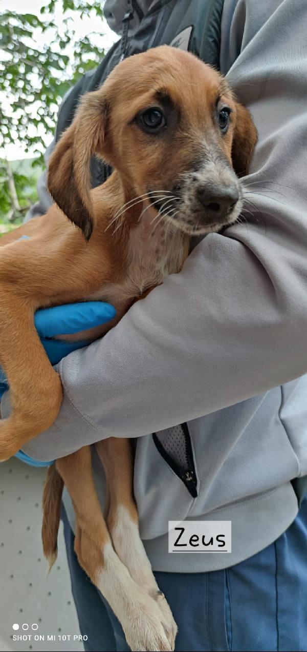 Simil segugi  Foto 10