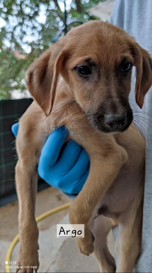 Simil segugi  Foto 12