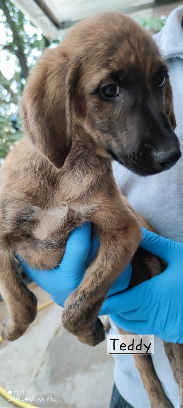 Simil segugi  Foto 16