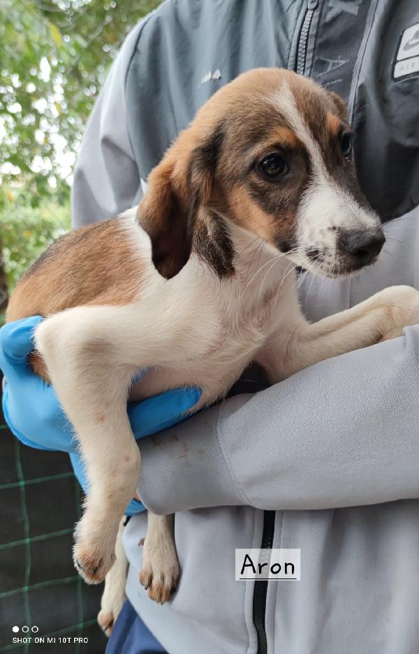 Simil segugi  Foto 18