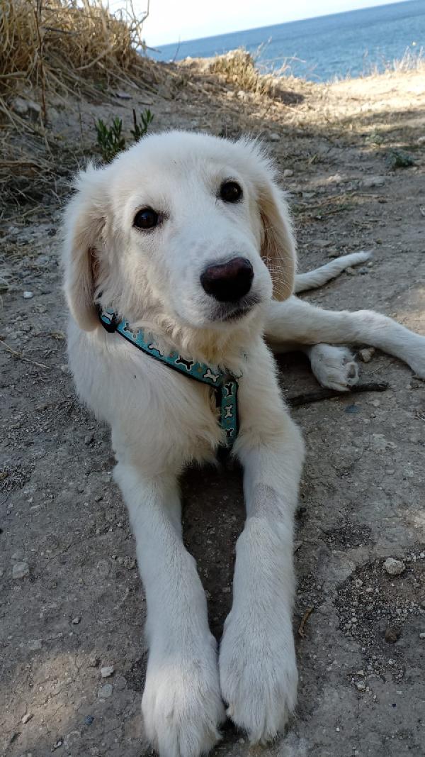 Toby Meraviglioso Cucciolo Di 5 Mesi Cerca Casa 