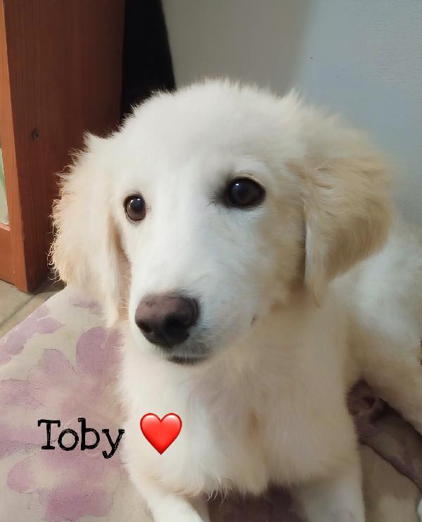 Toby Meraviglioso Cucciolo Di 5 Mesi Cerca Casa 