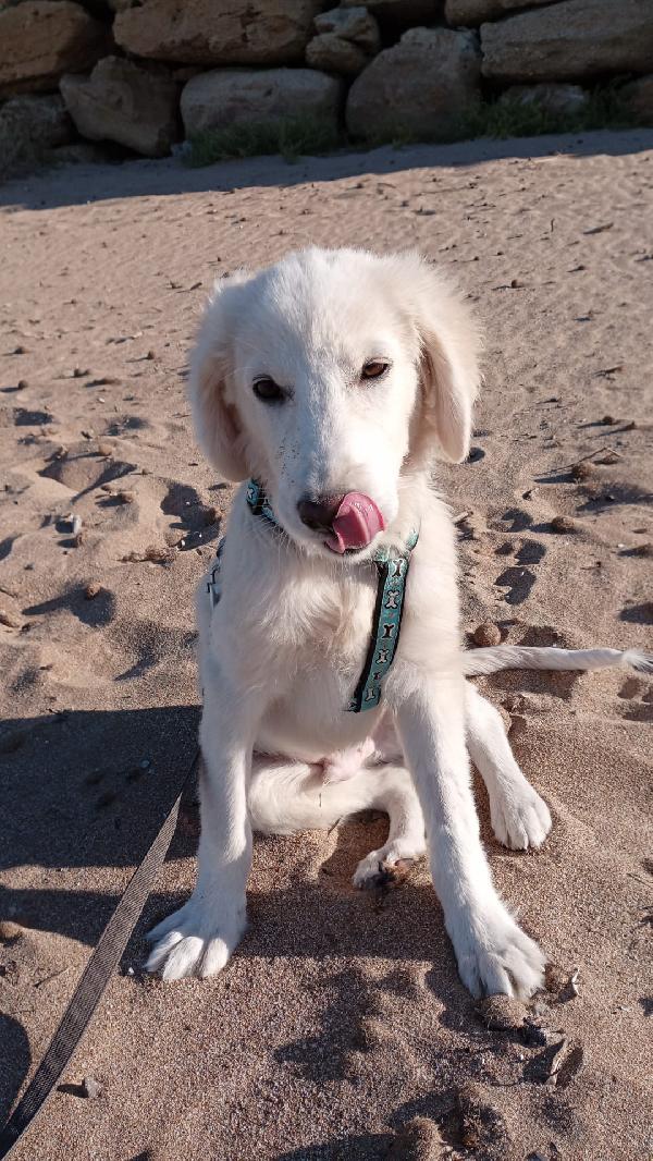 Toby meraviglioso cucciolo di 5 mesi cerca casa  Foto 2