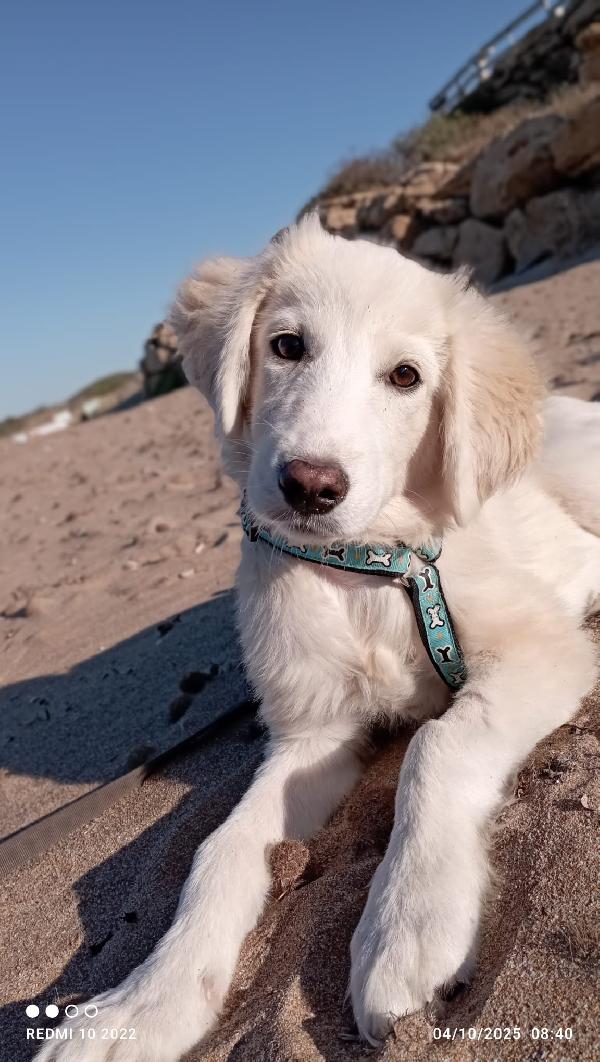 Toby meraviglioso cucciolo di 5 mesi cerca casa  Foto 3