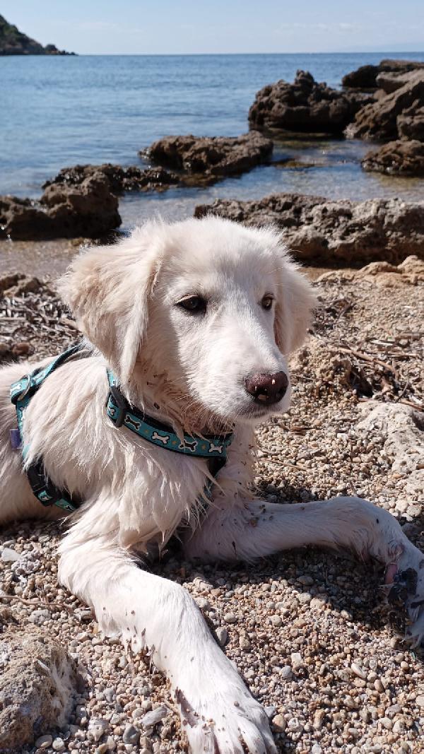 Toby meraviglioso cucciolo di 5 mesi cerca casa  Foto 4
